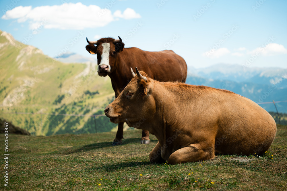 Vache marron au sommet d'arcalis en Andorre 