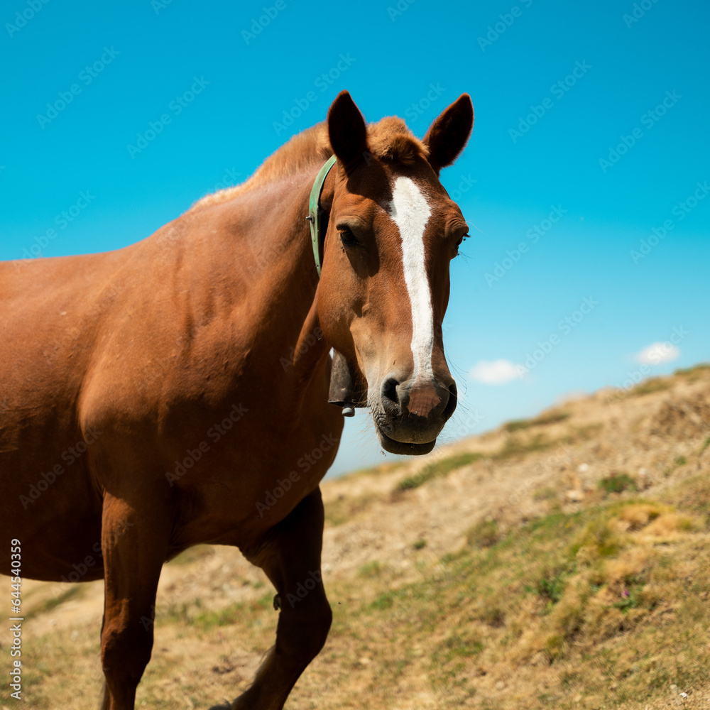 Chevaux Andorre Arcalis Sommet montagne 