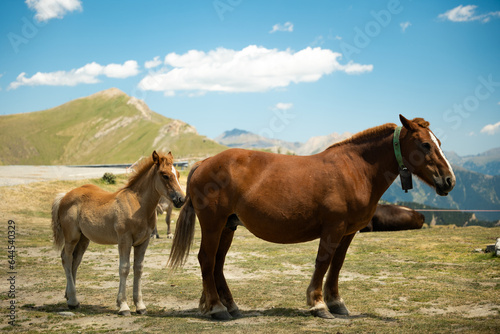 Chevaux Andorre Arcalis Sommet montagne  photo