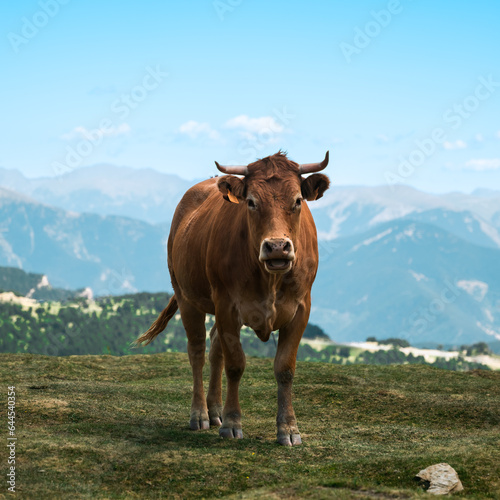 Vache marron au sommet d arcalis en Andorre 