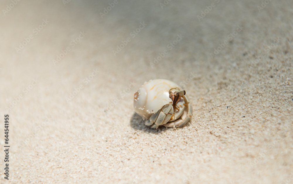 Hermit Crab on the Maldives