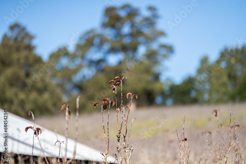 purning apple treesin a field photo