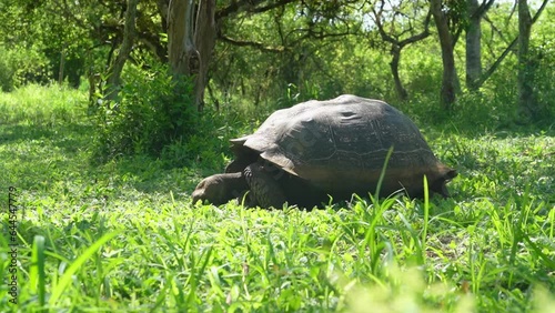 Galapagos giant tortoise, Chelonoidis niger, is a reptile species, that is endemic to the Galapagos islands in the pacific ocean of Ecuador. photo