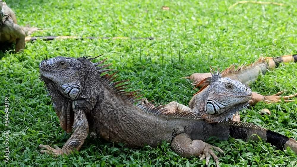 Iguana in the wild, endangered species Iguana in the wild, endangered species