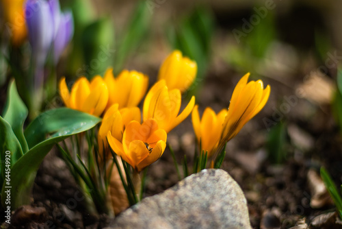 Wundervolle gelbe Krokusse 