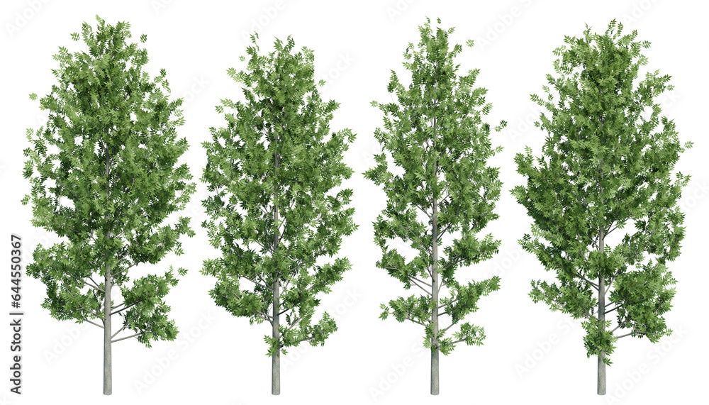 Obraz premium European ash tree on isolated background. 3d rendering of forest scape objects.