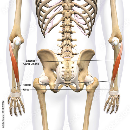 Quadro su tela Lower Arm Extensor Carpi Ulnaris Muscles Isolated on Male Human Skeleton, Labele