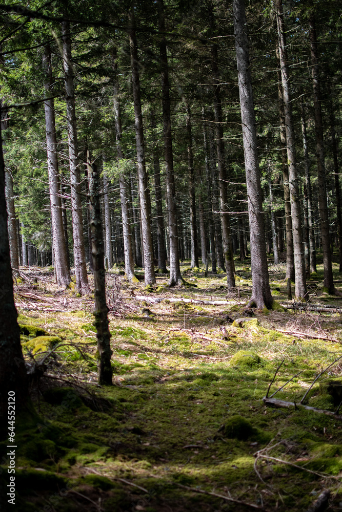 Obraz premium Wald in Lichtstimmung