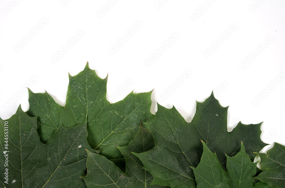Fototapeta premium background of natural fresh green leaves
