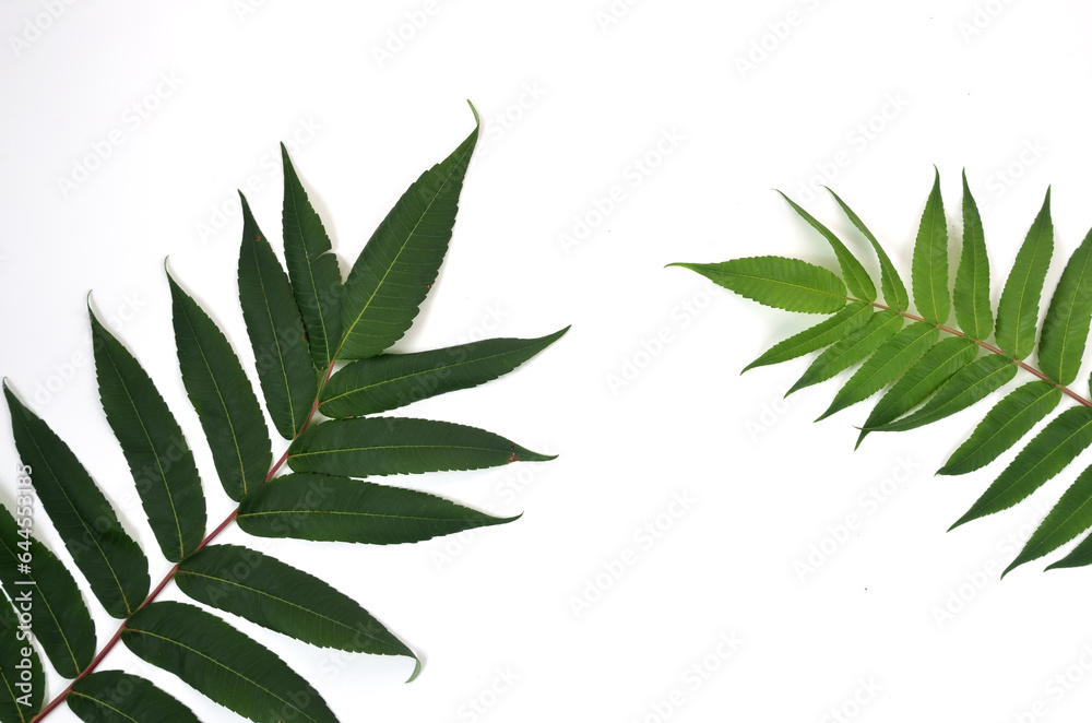 Fototapeta premium background of natural fresh green leaves