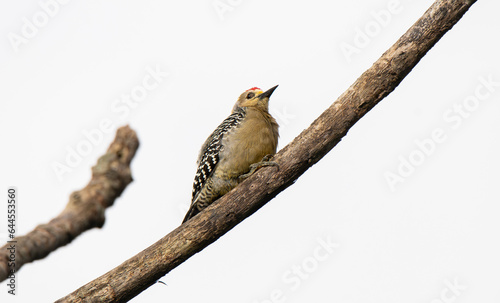 Hoffmann's Woodpecker, Melanerpes hoffmannii photo
