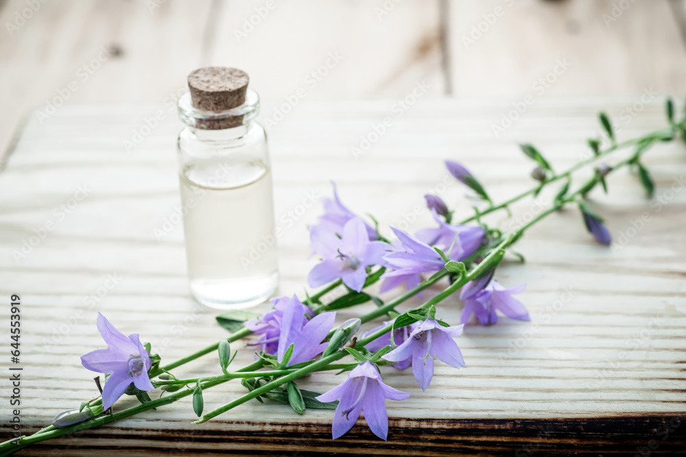 Campanula rotundifolia: a natural remedy, artistically arranged on rustic wood and a tincture of flowers for use by the herbalist in an alternative treatment Campanula rotundifolia: a natural remedy, artistically arranged on rustic wood and a tincture of flowers for use by the herbalist in an alternative treatment