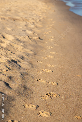 Dog pawprints in sand along lakeshore © Stefanie