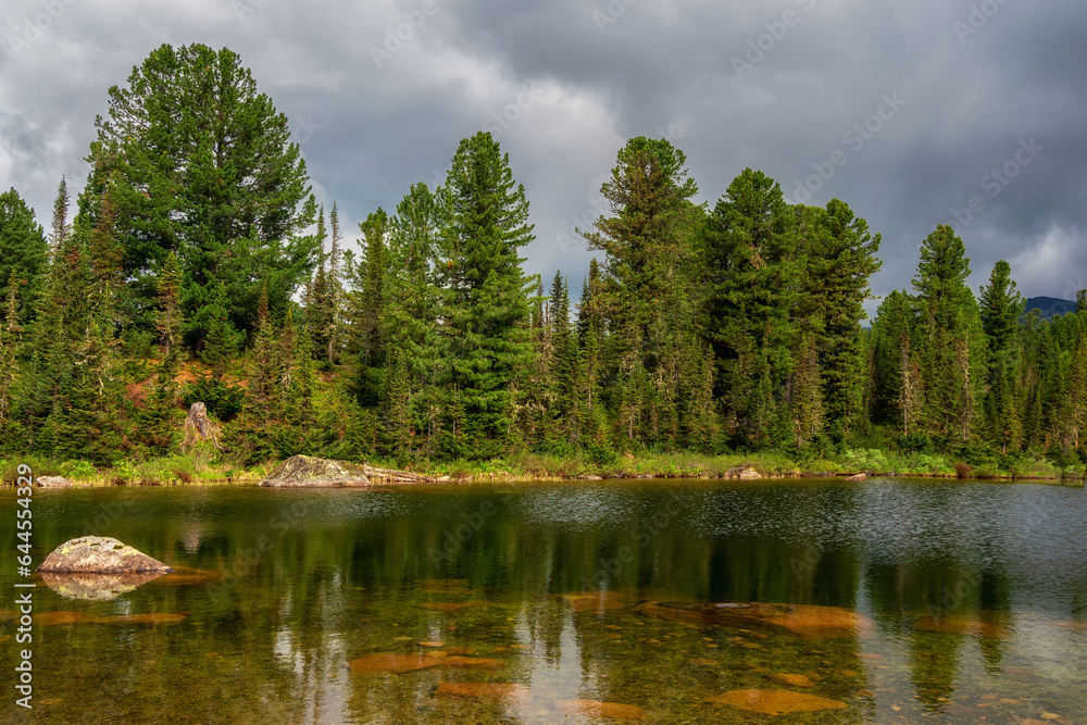 Cedars on the lake shore. Amazing sunny forest with old cedars. Natural mountain scenic landscape. Siberia summer view.