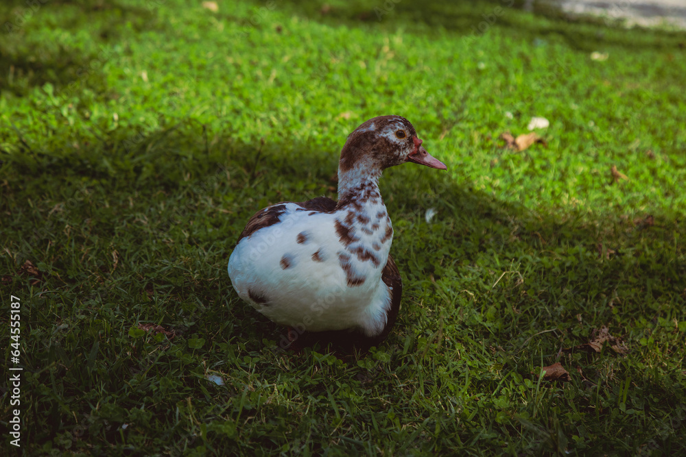 Obraz premium Duck in the shadow