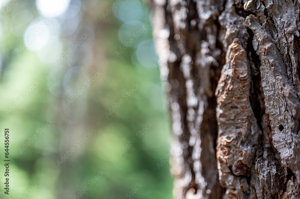 Fototapeta premium Hole in the bark coniferous tree left by a mountain pine beetle.
