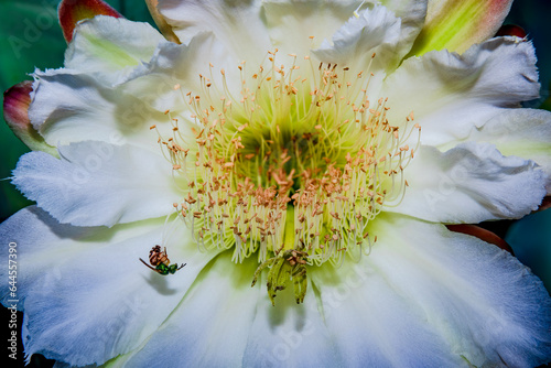 A sweat bee clings to the stamen of a Hildmann's Ceres cactus blooming in early morning Phoenix Arizona photo