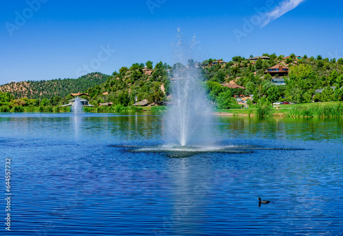 Fototapeta Naklejka Na Ścianę i Meble -  An American Coot swims near the fountains in the lake at Green Valley Park in Payson Arizona
