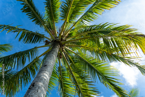 Bora Bora, Palm Tree at Fiti'u'u Point