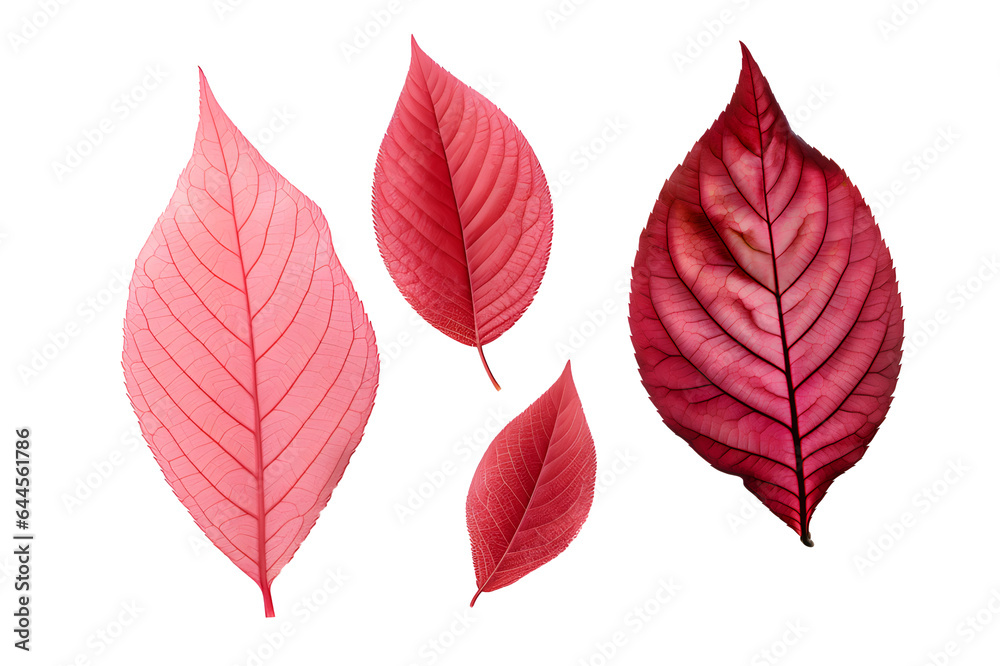 Fototapeta premium Stunning red dogwood Leaves collection. Tropical leaf, isolated on a transparent background