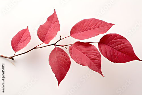 Tropical Dogwood Branch with Striking Red Leaves, Nature's Vibrant Beauty. Isolated on a transparent background.