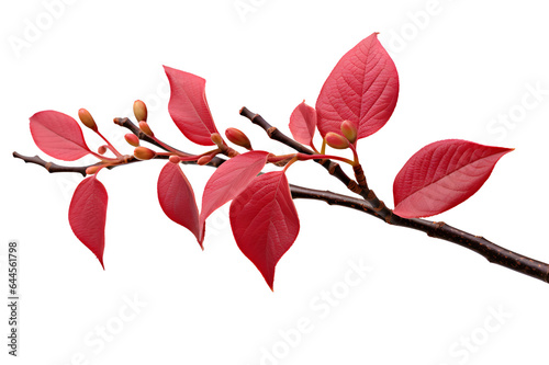 Dogwood Branch with Red Leaves, Flower Buds, Isolated on a transparent background