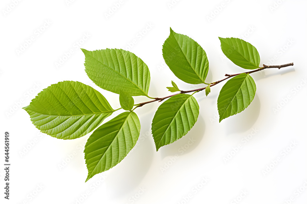 Tropical Dogwood Branch with Vibrant Green Leaves, Nature's Beauty. Isolated on a transparent background