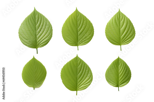 Green dogwood Leaves collection,  isolated on a transparent background © Link Parker