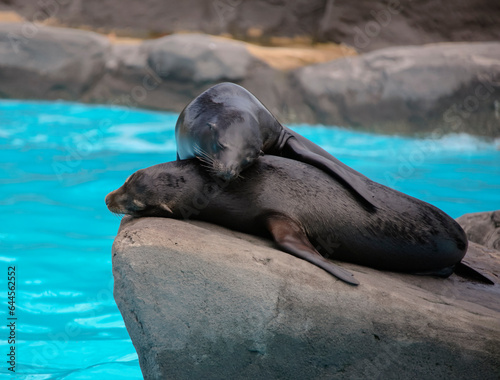 Two eared seals or southern fur seals sleep on rocky rookery.