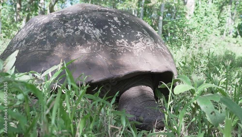 Galapagos giant tortoise, Chelonoidis niger, is a reptile species, that is endemic to the Galapagos islands in the pacific ocean of Ecuador. photo