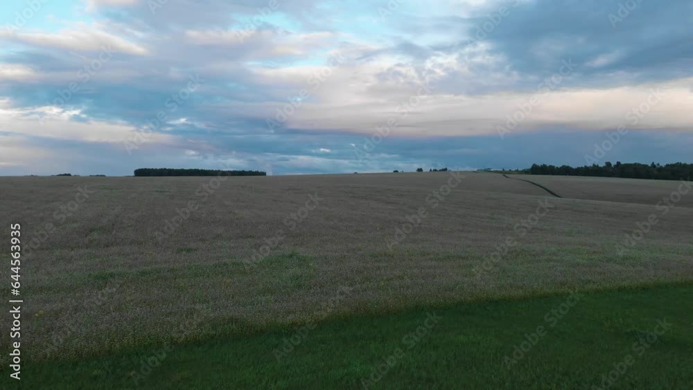 Flowering buckwheat growing in evening rural field, aerial drone view Flowering buckwheat growing in evening rural field, aerial drone view