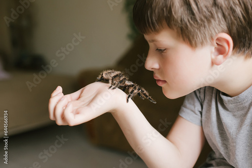 The spider reaches the tentacles to the child's face. Breeding tarantulas. Caring for pets. © Maryna