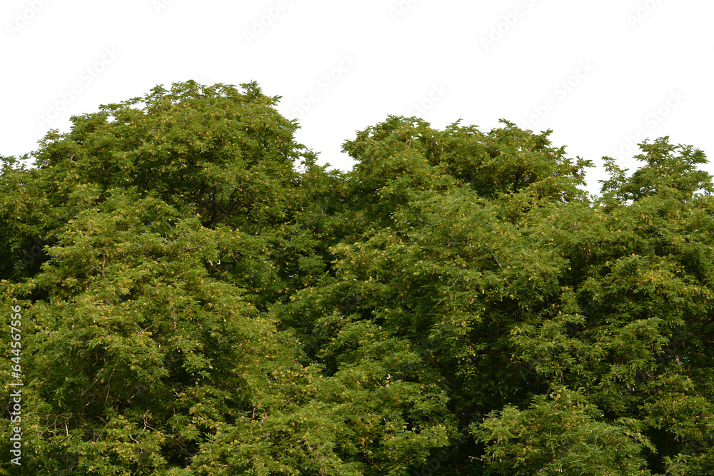 green bush isolated transparency background.