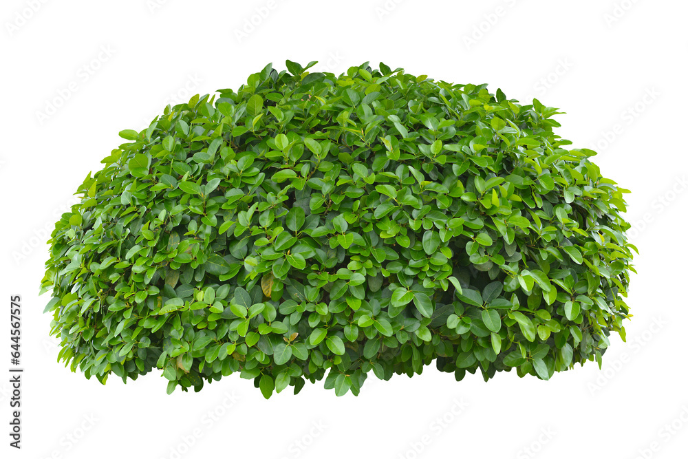Fototapeta premium green bush isolated transparency background.