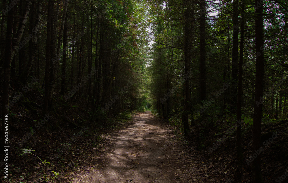 A forest path with beautiful rays of the sun. Light and shadow in the forest. A forest path with beautiful rays of the sun. Light and shadow in the forest.