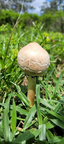 mushroom in the grass