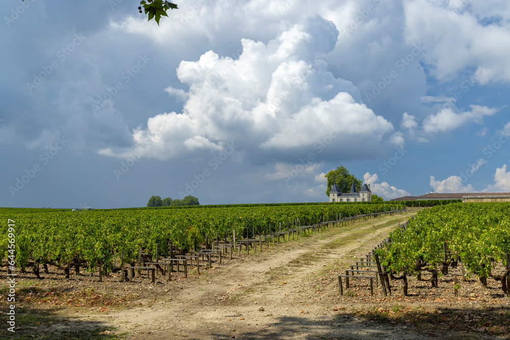 Obraz premium Vineyards near Margaux (Chateau Margaux), Bordeaux, Aquitaine, France