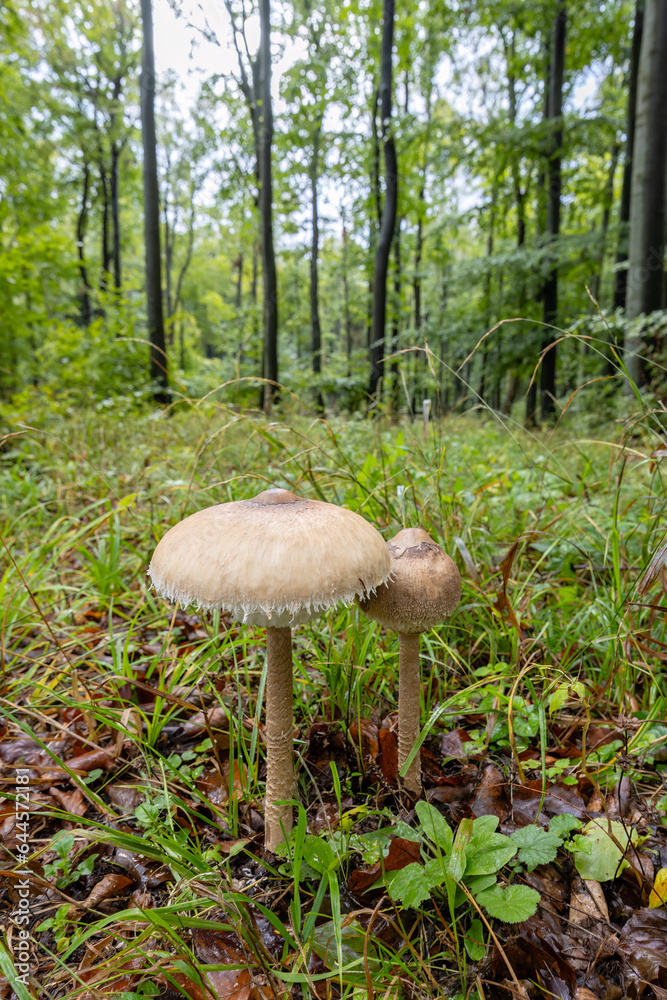 High Bedle (Macrolepiota procera) in the autumn forest, White Carpathians, Southern Moravia, Czech Republic High Bedle (Macrolepiota procera) in the autumn forest, White Carpathians, Southern Moravia, Czech Republic
