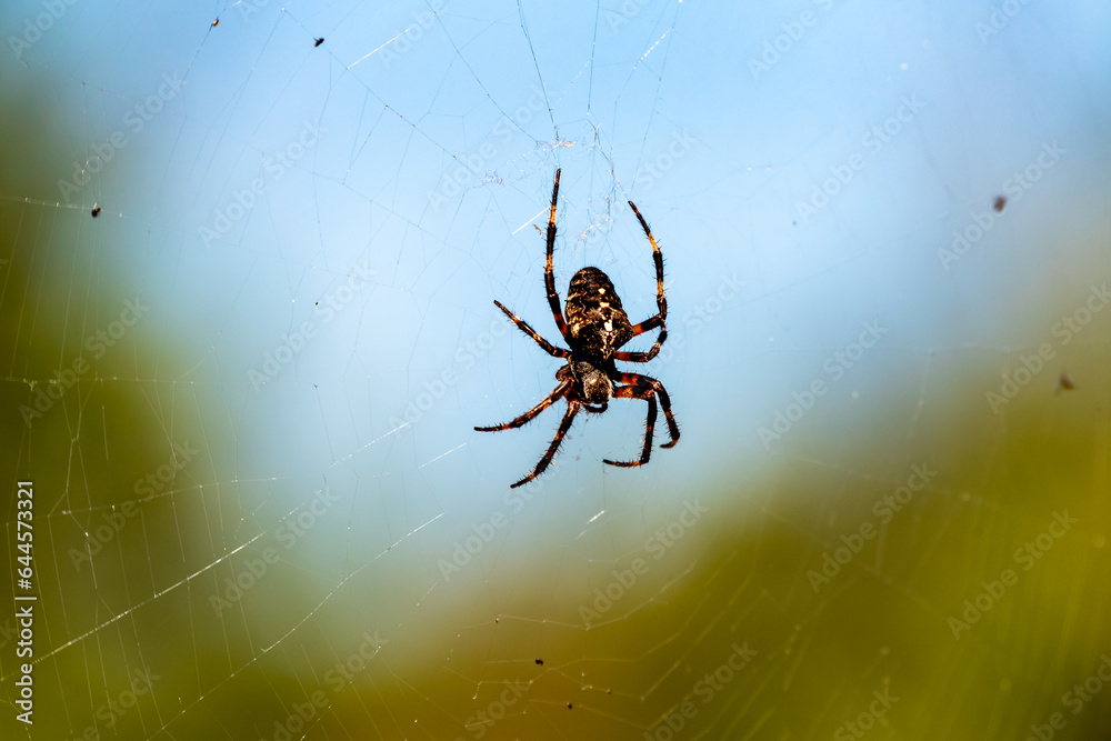 Closeup of a spider in a web against blurred blue and green background ...