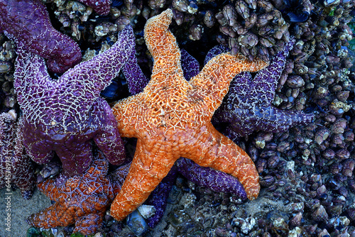 Orange Sea Star in a Tidal Pool on the Oregon Coast