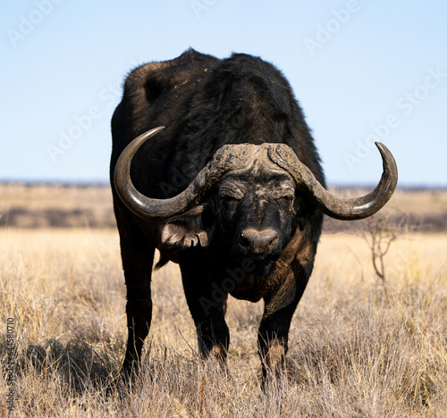 Cape buffalo bull photographed in Mokala National Park, South Africa.