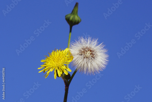 Close up yellow flower and seed fluff of common sowthistle, milky tassel (Sonchus oleraceus). Blue sky. Family Asteraceae, Compositae. Dutch garden. Late summer, September photo