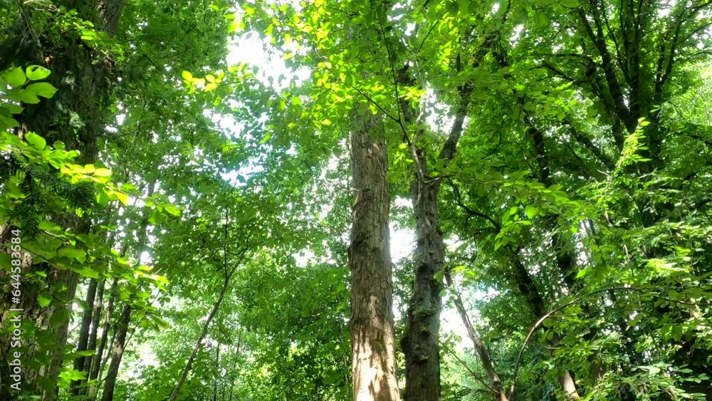 Deciduous forest in detail with sunlit leaves Deciduous forest in detail with sunlit leaves