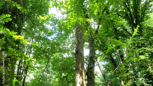 Wallpaper Mural Deciduous forest in detail with sunlit leaves Torontodigital.ca