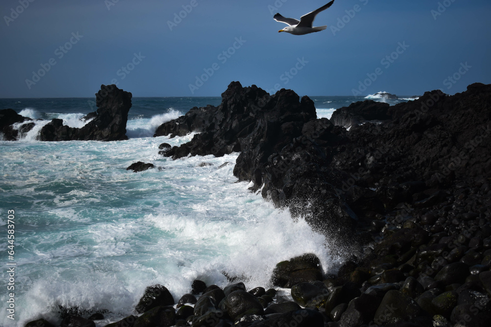 Seagull flying while the waves break