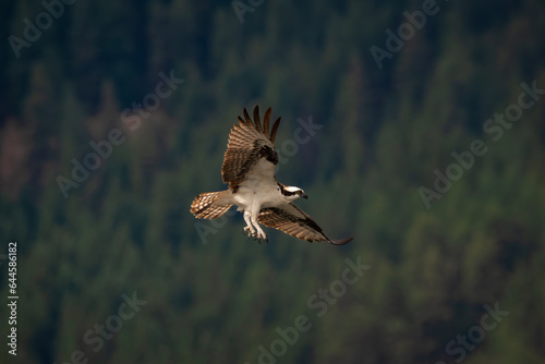 Osprey in Flight © Natalie