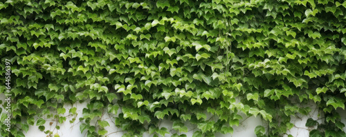  Ivy-Covered White Wall