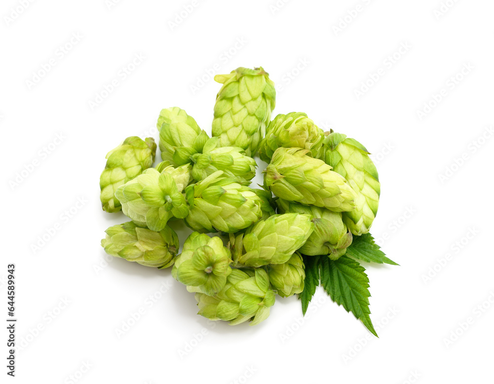 Green hops with a handful of leaves. Green hops with a handful of leaves.