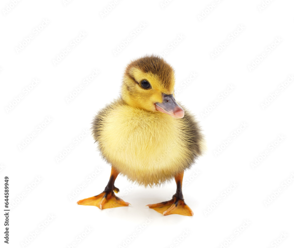 One yellow duck.