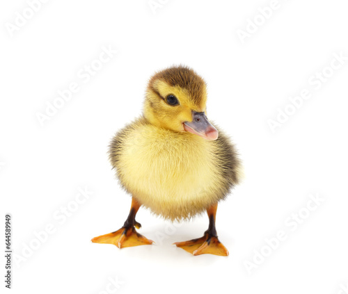 One yellow duck.